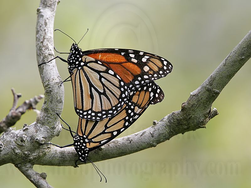 _MG_1889 Monarch.jpg