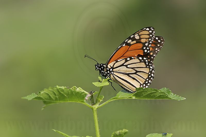 _MG_2199 Monarch.jpg