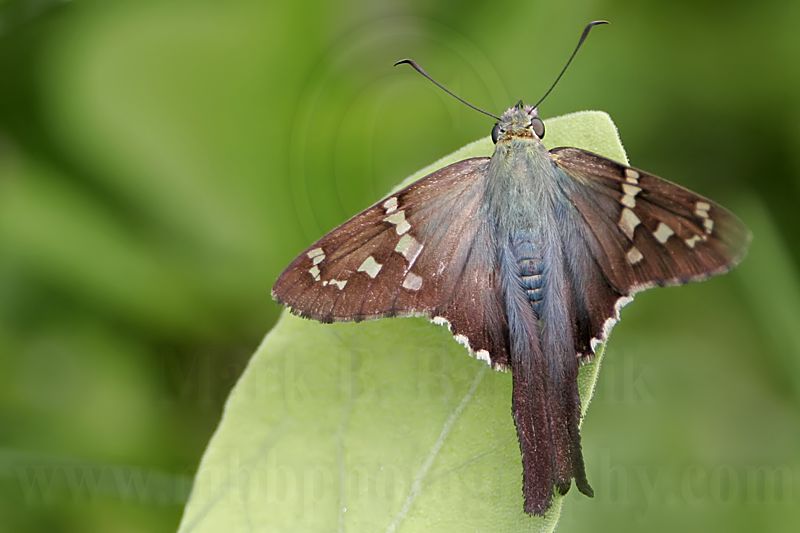 _MG_0658 Long-tailed Skipper.jpg