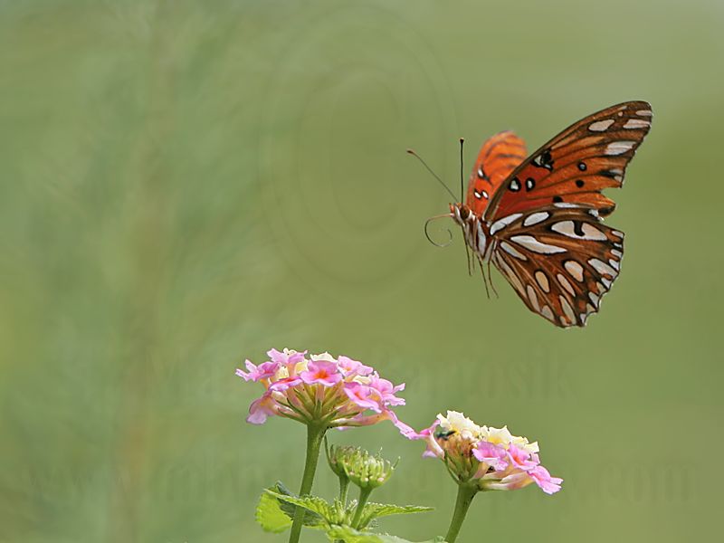 _MG_0887 Gulf Fritillary.jpg