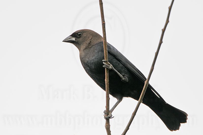 _MG_0156 Brown-headed Cowbird.jpg