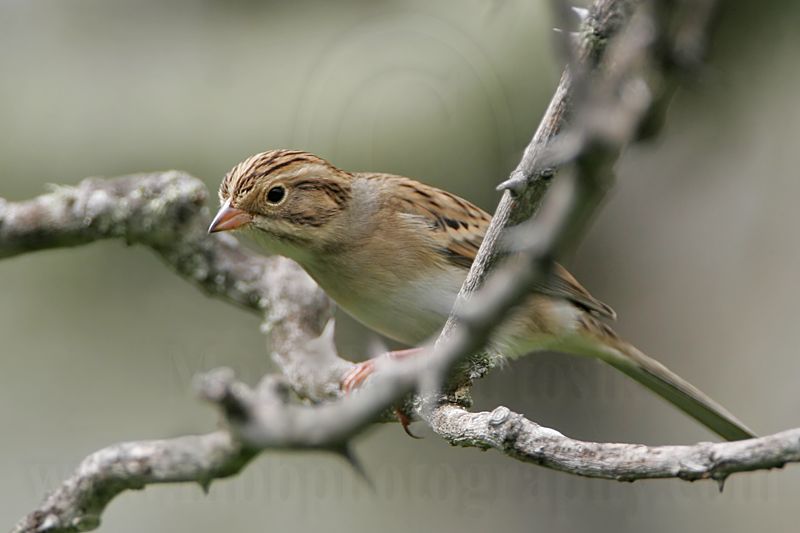 _MG_0899 Clay-colored Sparrow.jpg