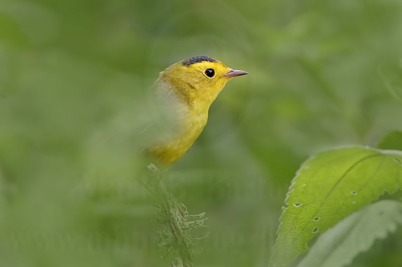 _MG_1227 Wilsons Warbler.jpg