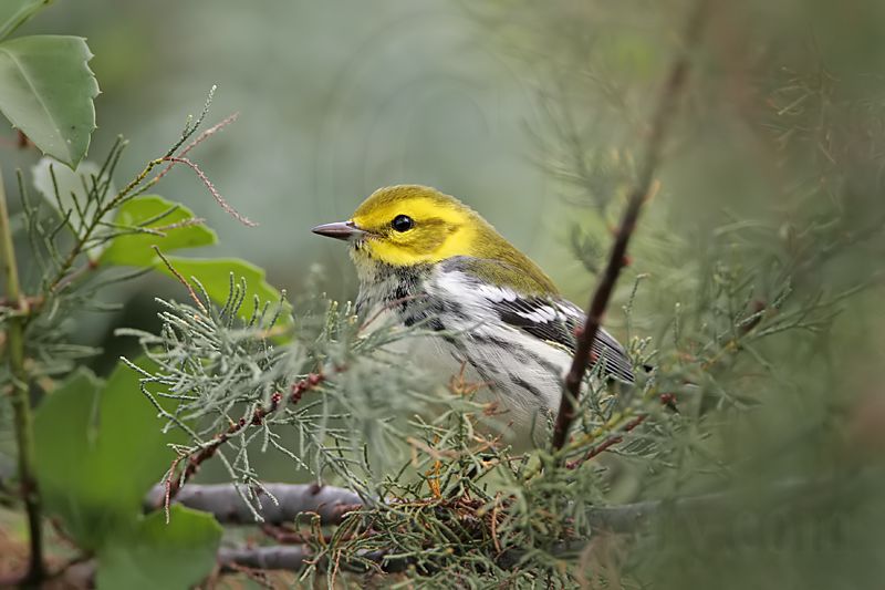 _MG_1967 Black-throated Green Warbler.jpg
