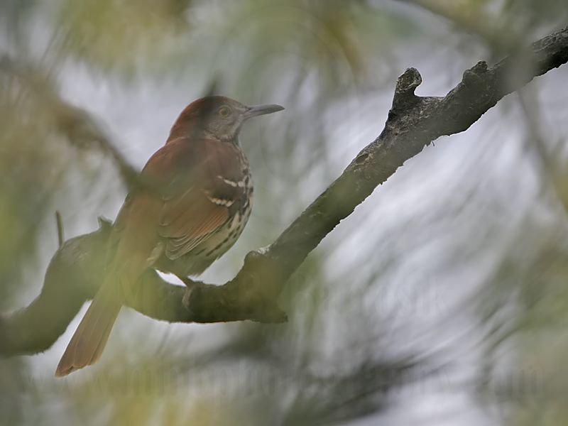 _MG_4957 Brown Thrasher.jpg
