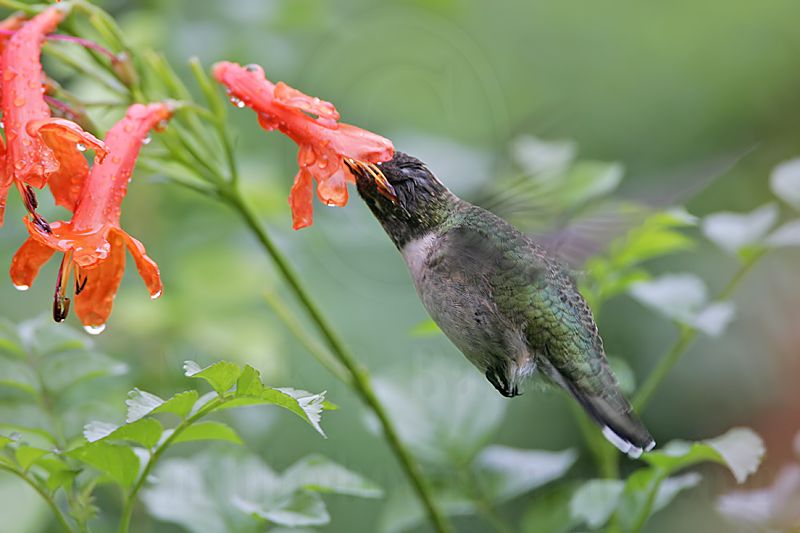 _MG_5259 Ruby-throated Hummingbird.jpg