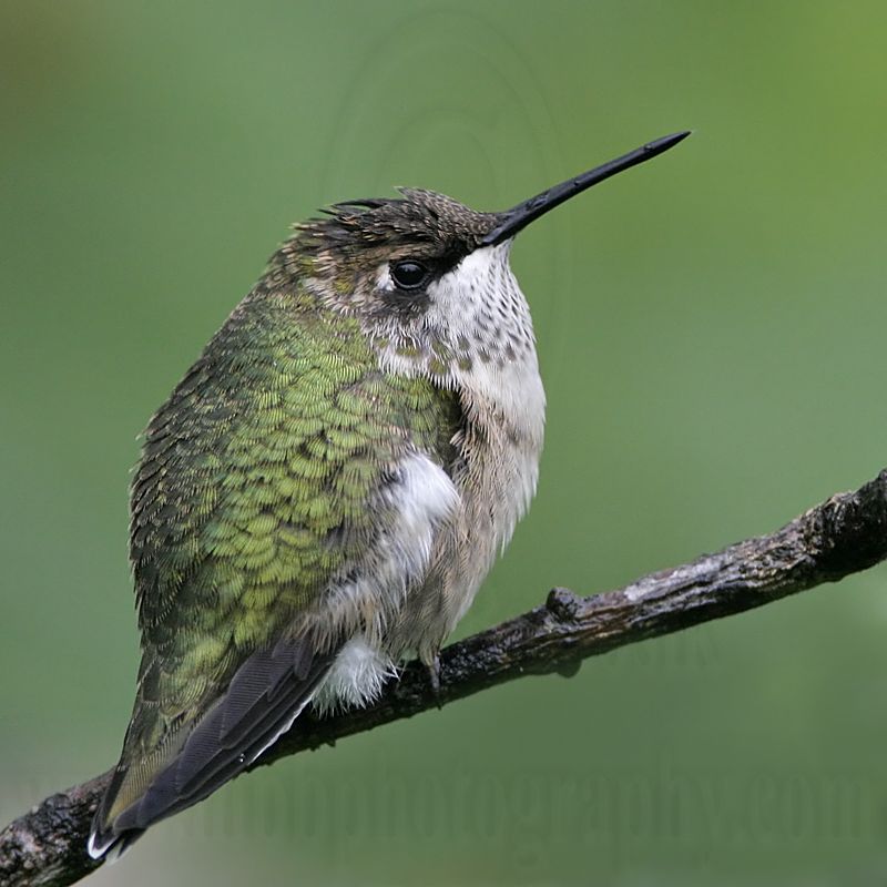 _MG_5447 Ruby-throated Hummingbird.jpg