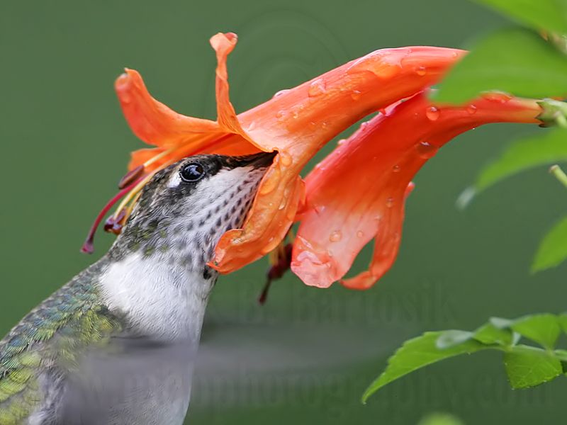 _MG_5909crop Ruby-throated Hummingbird.jpg