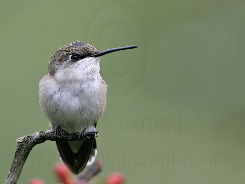 _MG_5947 Ruby-throated Hummingbird.jpg