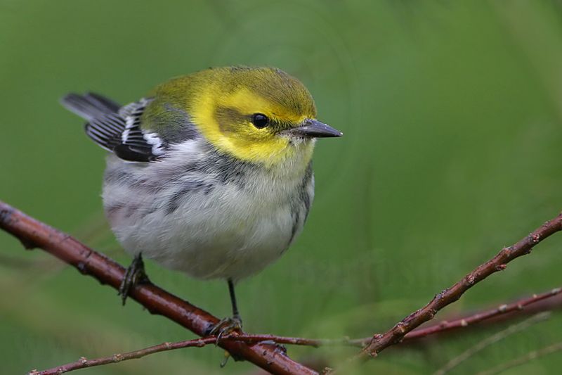 _MG_5497 Black-throated Green Warbler.jpg