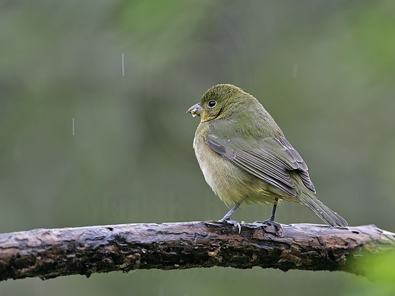 _MG_5481 Painted Bunting.jpg