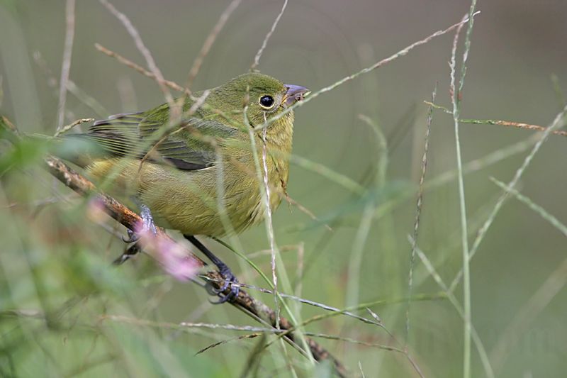 _MG_5553 Painted Bunting.jpg
