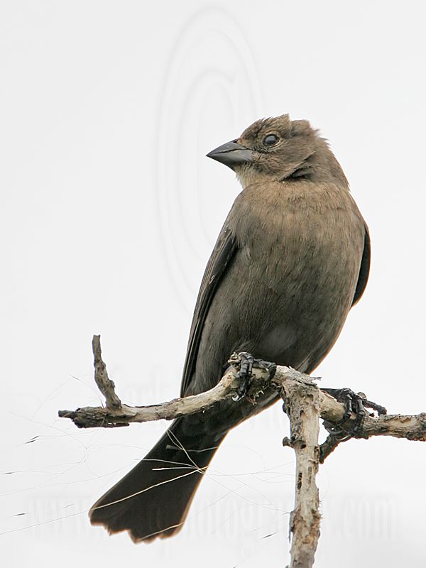 _MG_5852 Brown-headed Cowbird.jpg