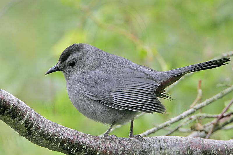 _MG_6030 Gray Catbird.jpg