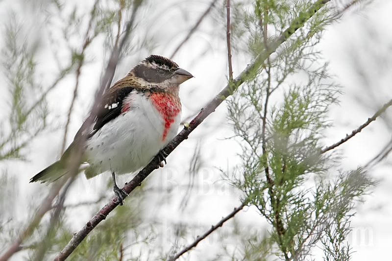 _MG_6005 Rose-breasted Grosbeak.jpg