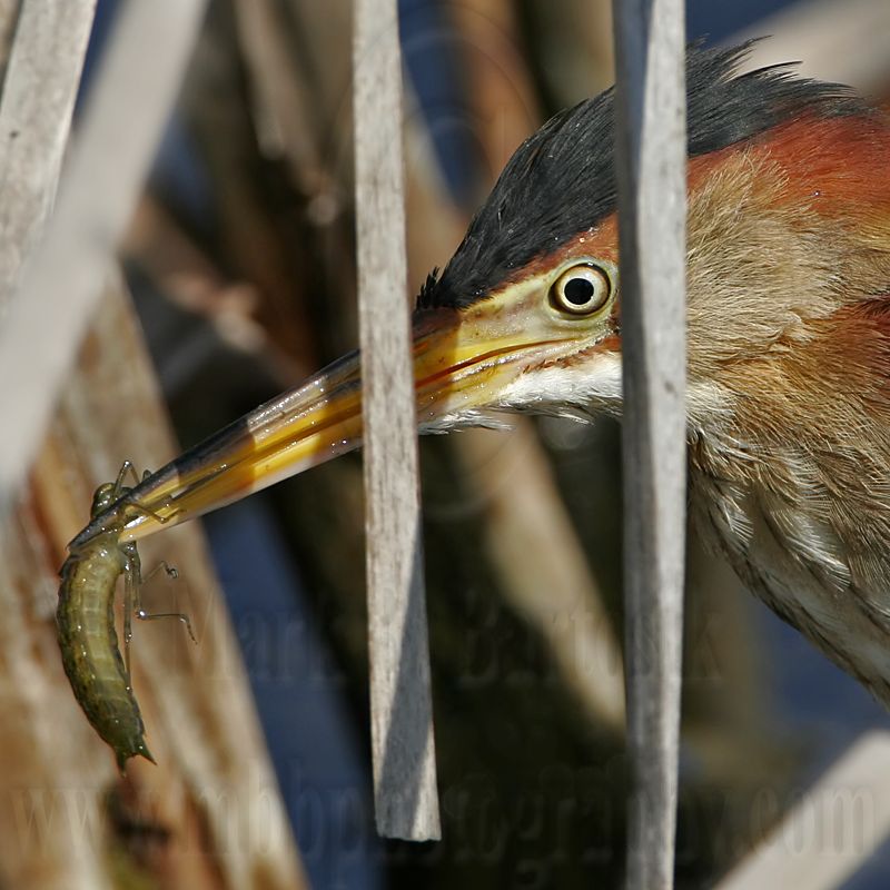 _MG_8364 Least Bittern.jpg