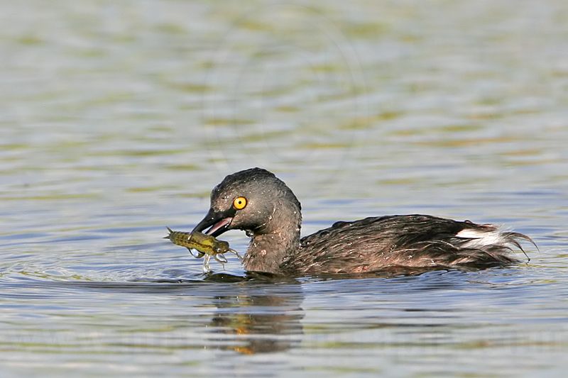 _MG_4263 Least Grebe.jpg