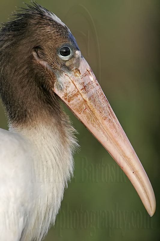 _MG_2407 Wood Stork.jpg