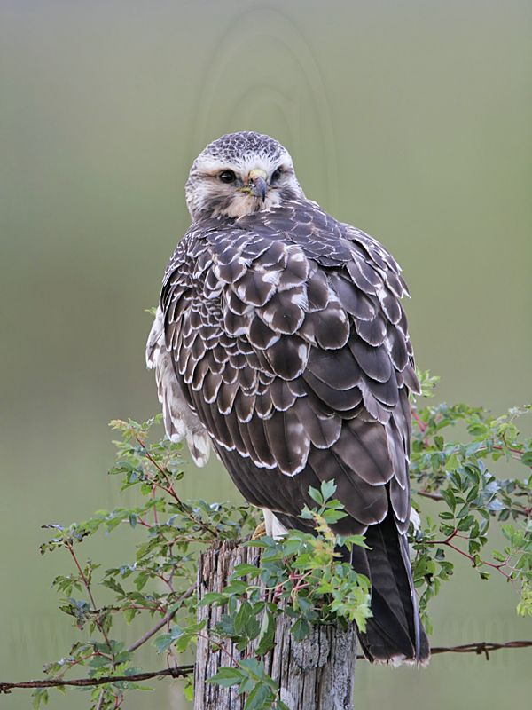 _MG_6791 Swainsons Hawk.jpg