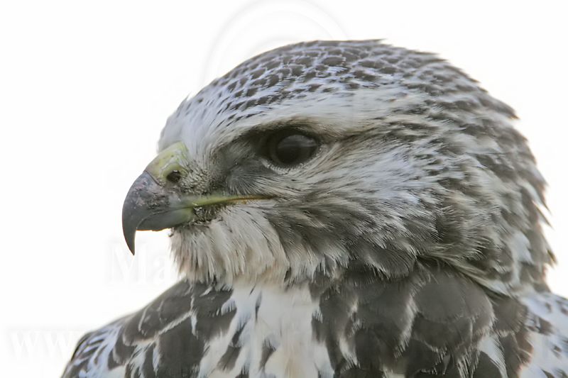 _MG_7427 Swainsons Hawk.jpg