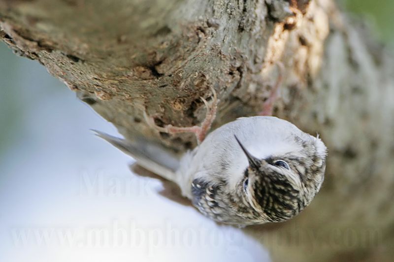 _MG_0004 Brown Creeper.jpg