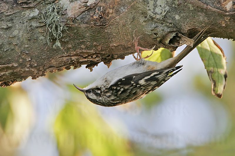 _MG_0052 Brown Creeper.jpg
