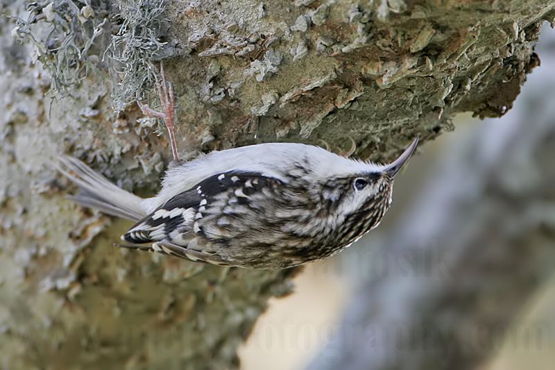 _MG_0094 Brown Creeper.jpg