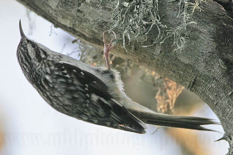 _MG_0261 Brown Creeper.jpg