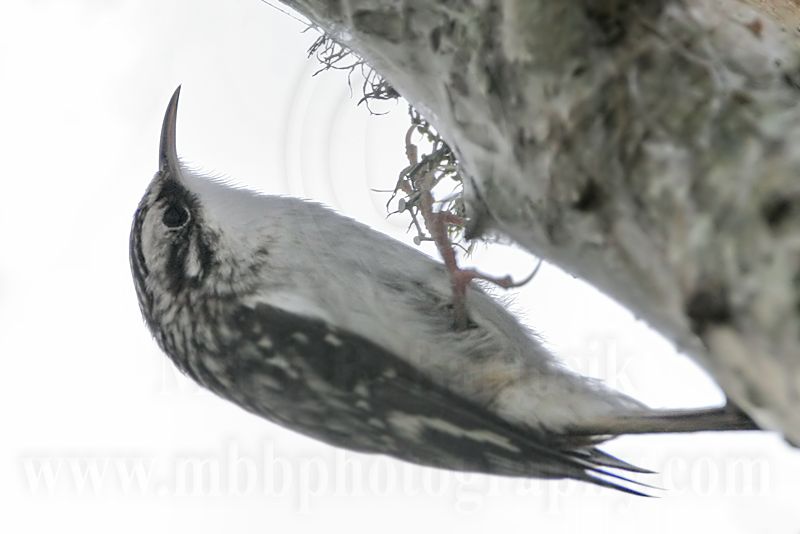 _MG_0345 Brown Creeper .jpg