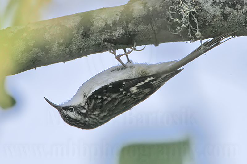 _MG_9743 Brown Creeper.jpg