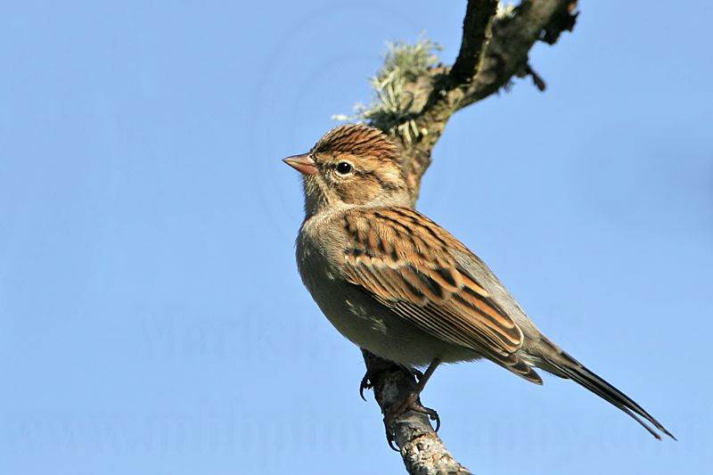 _MG_9035 Chipping Sparrow.jpg