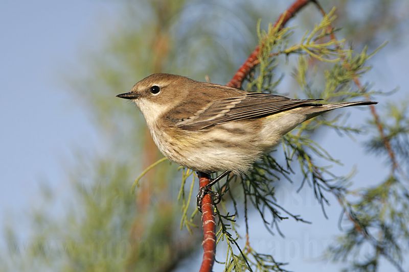 _MG_7583 Yellow-rumped Warbler.jpg