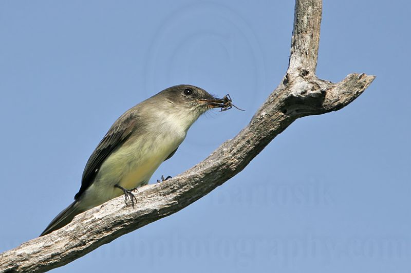 _MG_8547 Eastern Phoebe.jpg