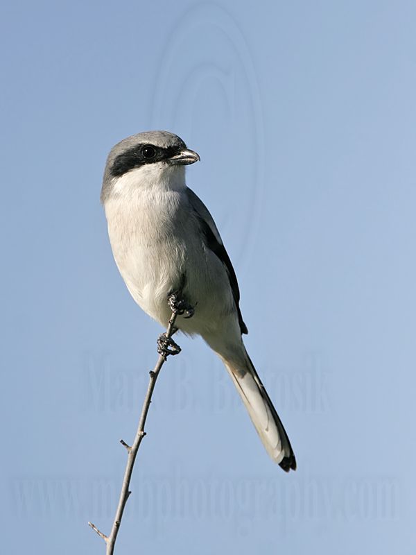 _MG_9115 Loggerhead Shrike.jpg