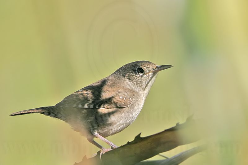 _MG_8714 House Wren.jpg