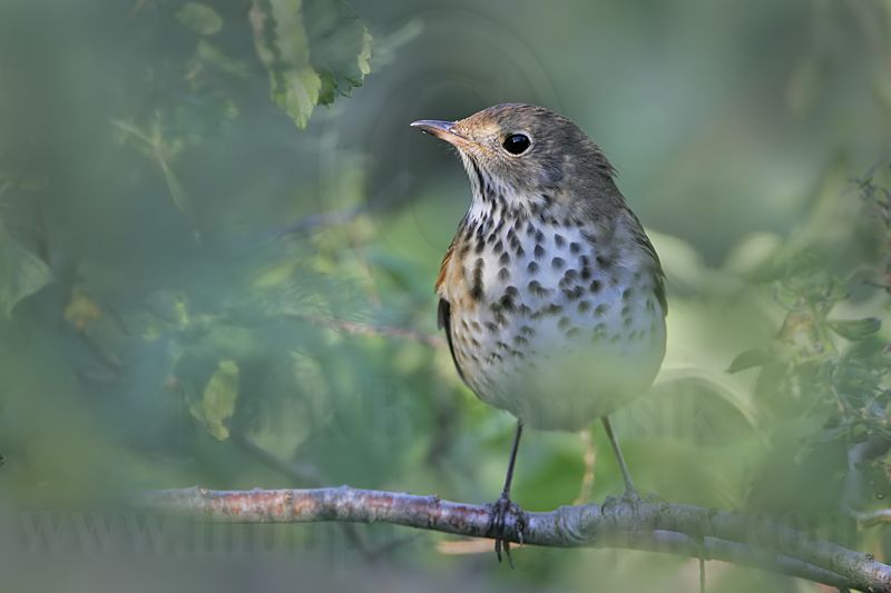 _MG_9580 Hermit Thrush.jpg