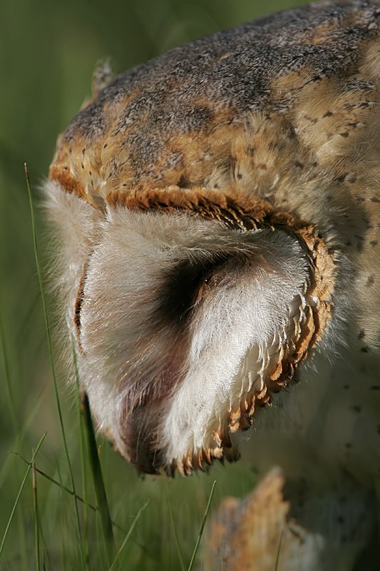 _MG_7983 Barn Owl.jpg