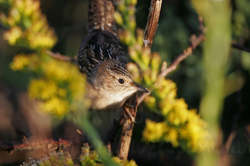 _MG_0824 Sedge Wren.jpg