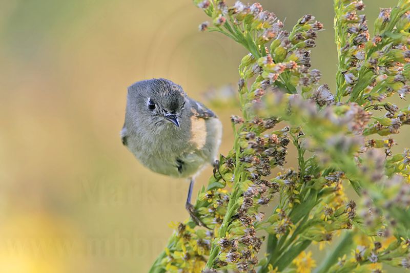 _MG_0985 Ruby-crowned Kinglet.jpg