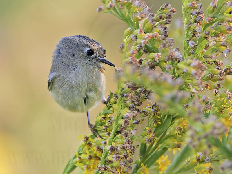 _MG_0986 Ruby-crowned Kinglet.jpg