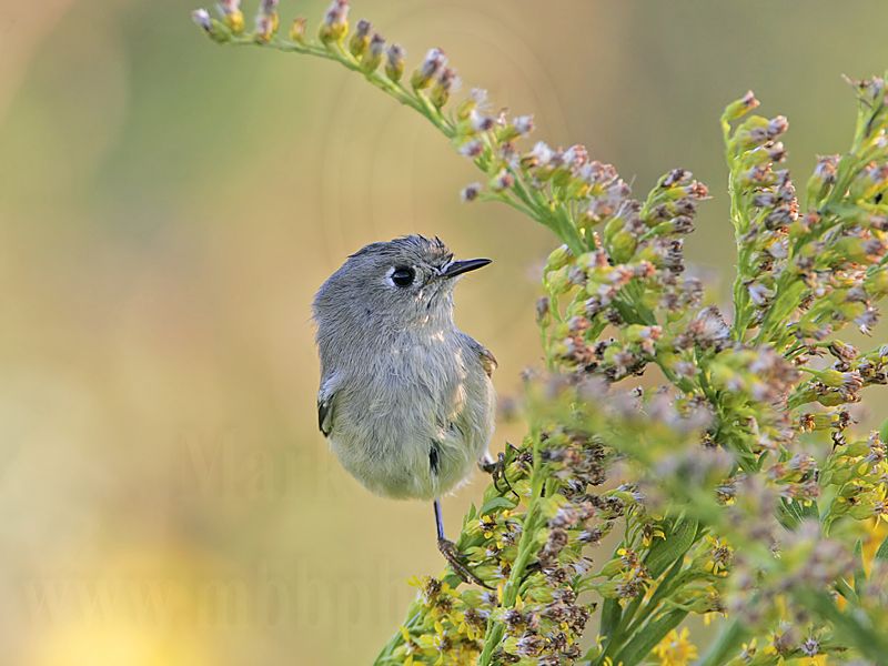 _MG_0987 Ruby-crowned Kinglet.jpg