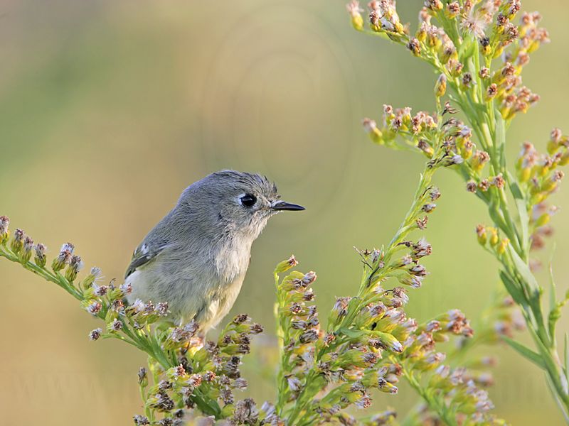 _MG_0995 Ruby-crowned Kinglet.jpg
