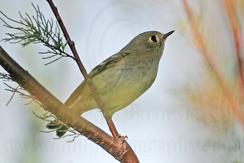 _MG_2866 Ruby-crowned Kinglet.jpg