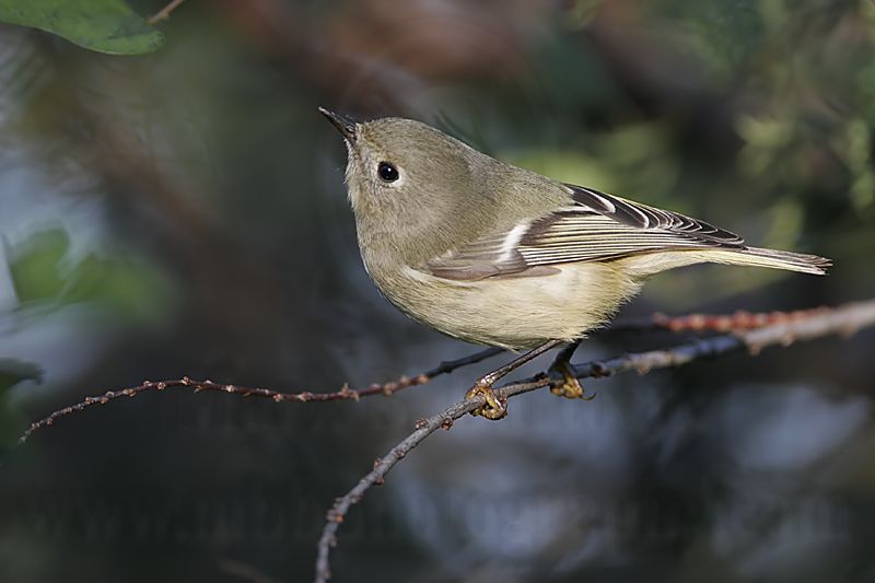 _MG_2953 Ruby-crowned Kinglet.jpg