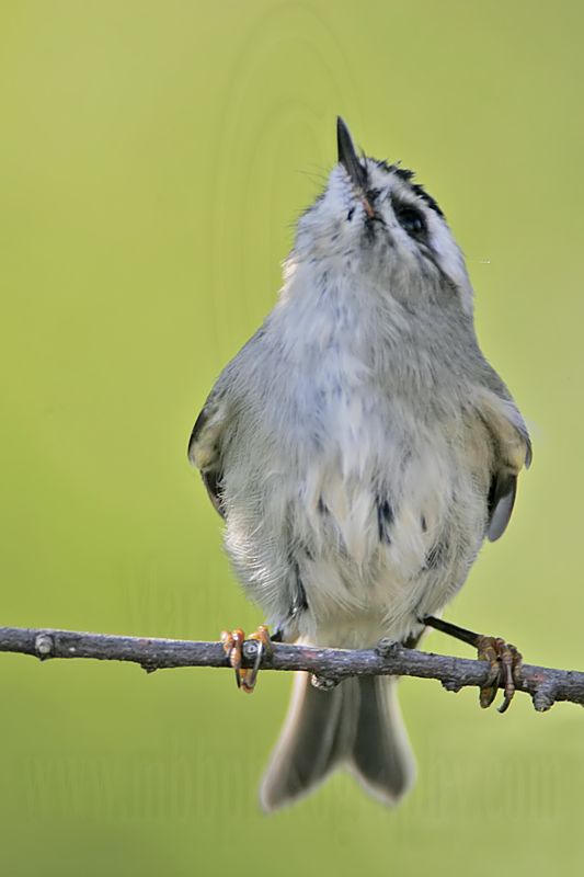 _MG_1706 Golden-crowned Kinglet.jpg