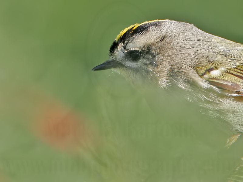 _MG_2787 Golden-crowned Kinglet.jpg