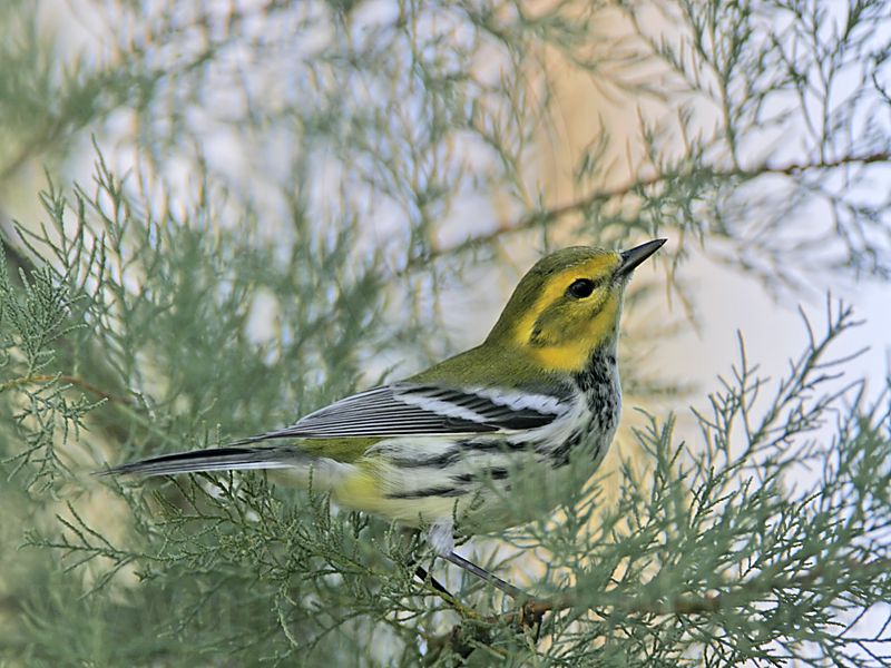 _MG_2431 Black-throated Green Warbler.jpg