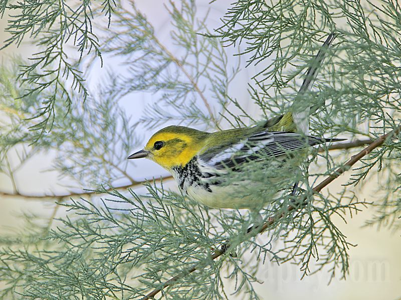_MG_2447 Black-throated Green Warbler.jpg