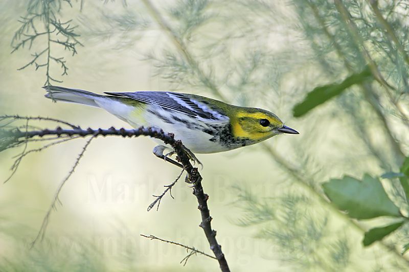 _MG_2460 Black-throated Green Warbler.jpg