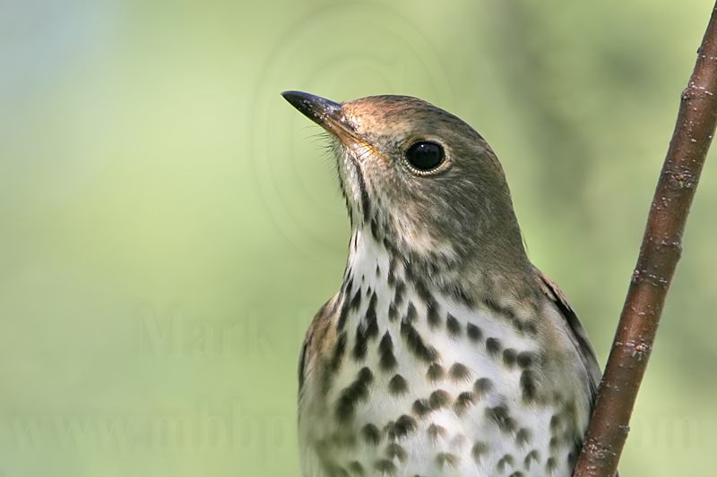 _MG_2330 Hermit Thrush.jpg